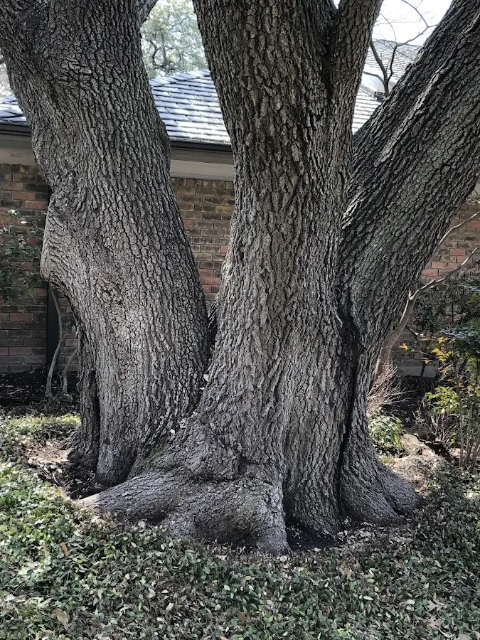 Mature heritage tree close to a Arnot property cared for by certified arborists